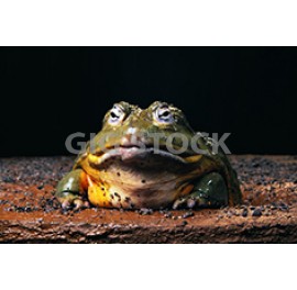 Reptiles 145